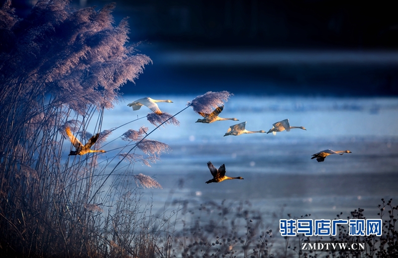 获奖作品---天鹅湖.jpg