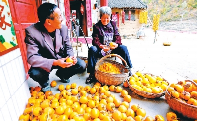 卢氏红果满枝头 “柿柿如意”盼君来