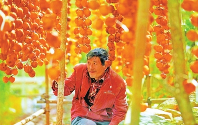 卢氏红果满枝头 “柿柿如意”盼君来