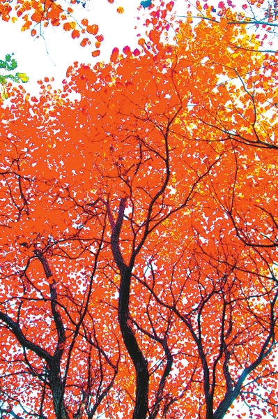 王屋景色美如画 霜叶红于二月花（图）