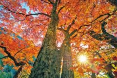 王屋景色美如画 霜叶红于二月花（图）