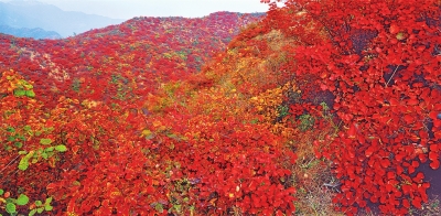 王屋景色美如画 霜叶红于二月花（图）