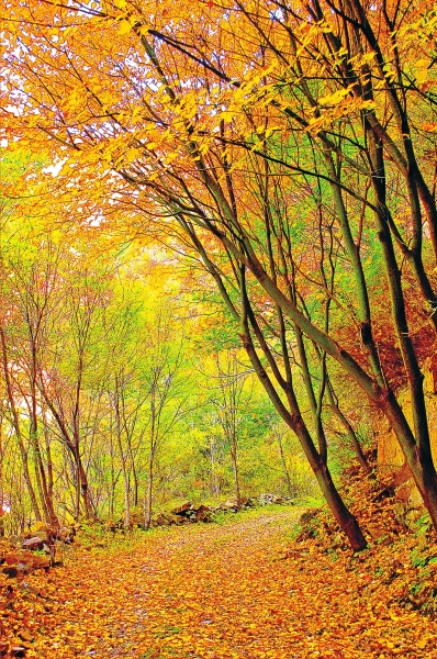 王屋景色美如画 霜叶红于二月花（图）