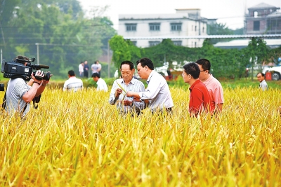 双季超级稻年亩产3000斤 袁隆平超级稻创新纪录