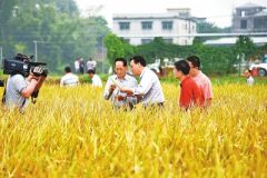 双季超级稻年亩产3000斤 袁隆平超级稻创新纪录