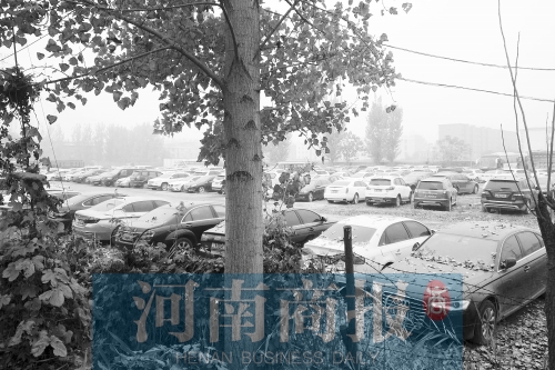 上千辆“违约车”藏身黄河边 不乏宝马、奥迪等豪车