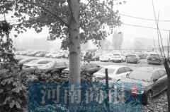 上千辆“违约车”藏身黄河边 不乏宝马、奥迪等豪车