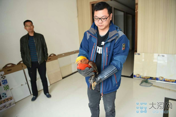 中牟现国家二级保护动物 商户救护红腹锦鸡