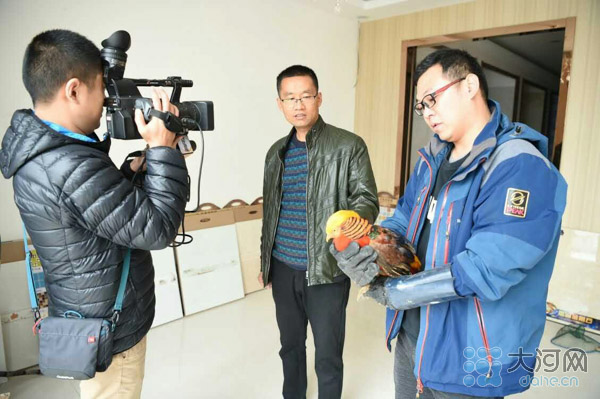 中牟现国家二级保护动物 商户救护红腹锦鸡