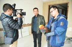 中牟现国家二级保护动物 热心商户救护红腹锦鸡