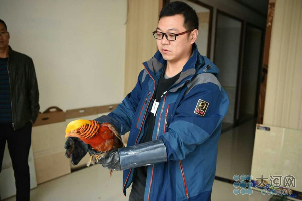中牟现国家二级保护动物 商户救护红腹锦鸡
