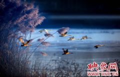 张爱武《天鹅湖》荣获专业组动感殿堂总决赛金奖