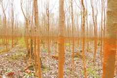 新乡行洪区泄洪万亩苗木枯死 种植户4年劳作化成空