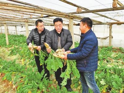 【脱贫攻坚】滑县:大棚架起脱贫路