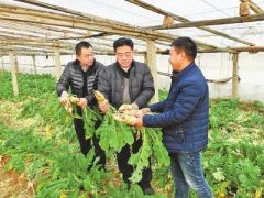 【脱贫攻坚】滑县：大棚架起脱贫路