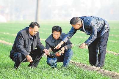 【脱贫攻坚日记】科技农业是个宝