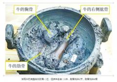 信阳古墓出土“牛肉汤”续 牛骨来自一头小牛