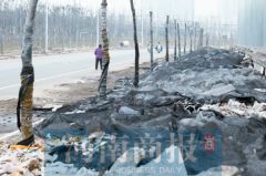 郑州鸿运路部分路段两侧行道树被垃圾“淹死”了