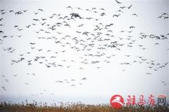 雁群越冬宿鸭湖