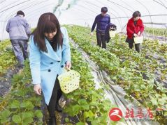 “桃花庄园”草莓红