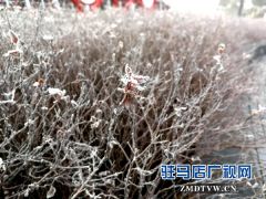 驻马店：霜冻降临 树叶结霜晶莹唯美