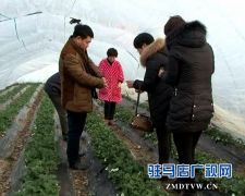 上蔡县开展果蔬生产安全监管和抽样检测