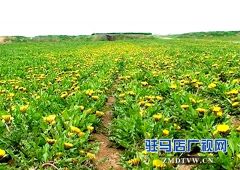 上蔡：特色产业蒲公英  致富路上“唱主角”