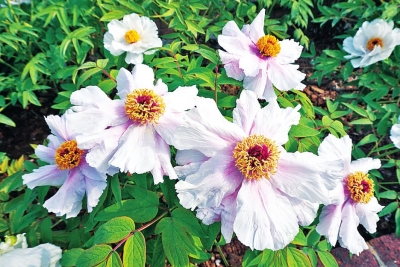 洛阳市内牡丹观赏园整体进入盛花期 最佳赏花期到来