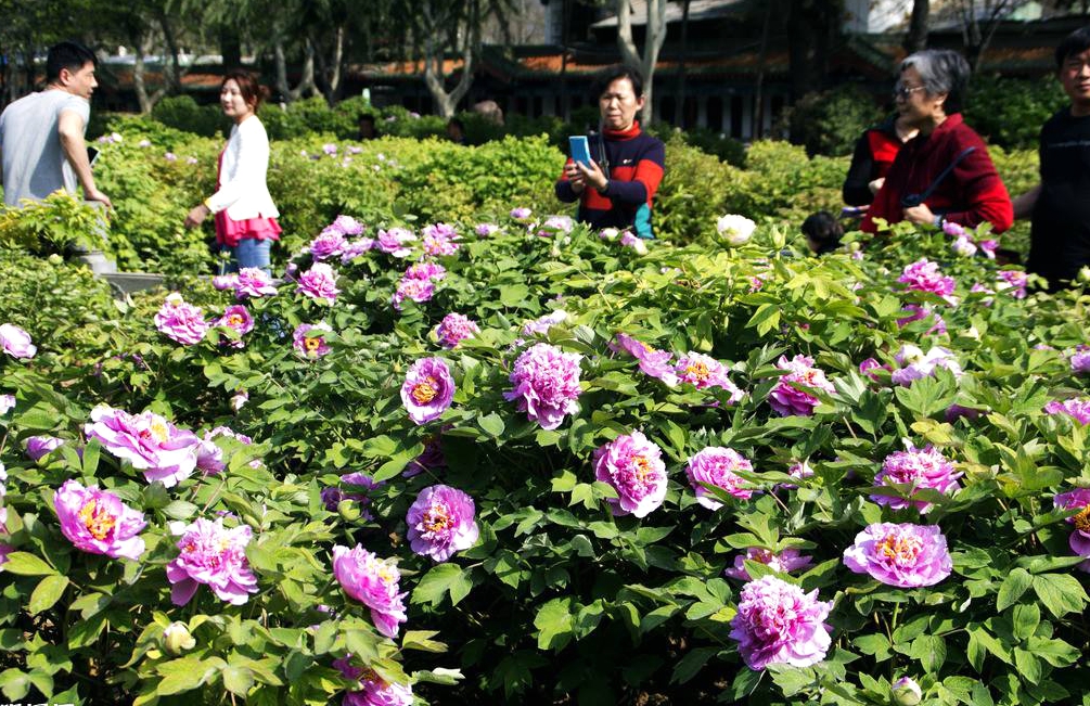 洛阳市内牡丹观赏园整体进入盛花期 最佳赏花期到来