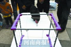 郑州这5只小母鸡“身怀绝技”：会“踢”足球、认国旗、识句子