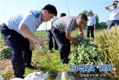 西平警方加大力度铲罂粟除毒害