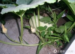 河南老汉自家菜园种瓜 切开似鱼翅