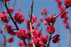 【我为中原出彩做贡献】山区里的“金凤凰”秦治章：痴恋梅花 南梅北移到中南海