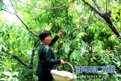 早桃抢鲜上市助增收