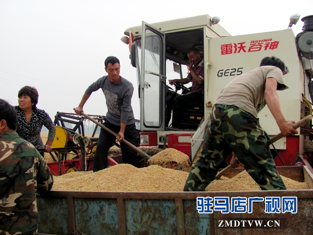 确山县计生协帮助计生家庭抢收小麦（图片）.jpg