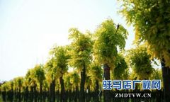 名品彩叶入选河南新三版最具投资价值30强