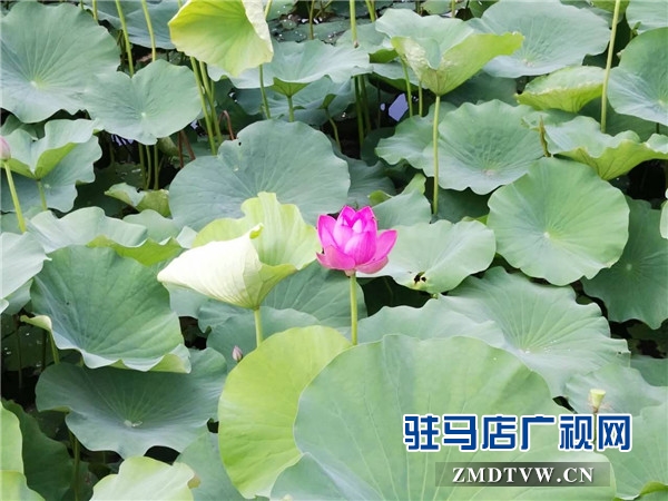 微信图片_20170606174105.jpg