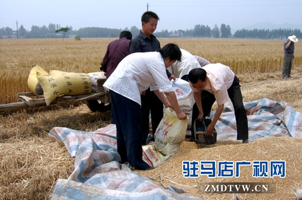 农事重点工帮助困难计生家庭收麦（图）.jpg