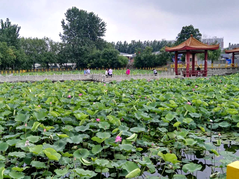 置地公园荷花提前开放美不胜收