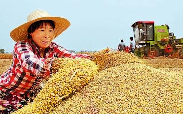我市夏收全部结束 已播种秋作物1081万亩