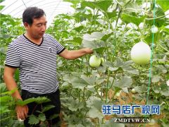 汝南县古塔街道富硒香瓜“甜蜜蜜”