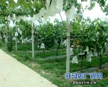 上蔡县调整种植结构助农增收