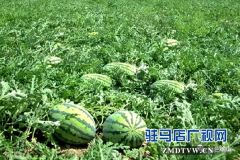 确山瓦岗西瓜大丰收 有人欢喜有人忧