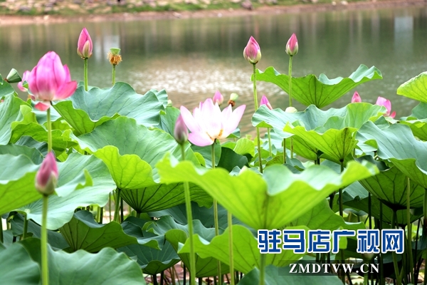 微信图片_20170706170703.jpg
