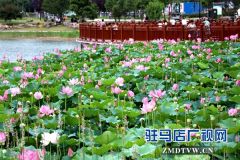 开源湖畔荷花美  香远益清醉了谁