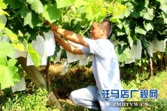 汝南县古塔街道百余亩生态葡萄提前上市