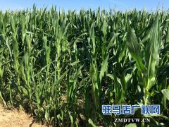 高温干旱 我市玉米生长受到影响