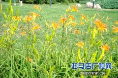 平舆县庙湾镇：黄花菜铺出扶贫黄金道