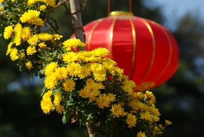 菊花绚丽多姿成“宠儿”​