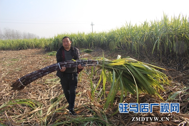 汝南县古塔街道千亩甘蔗喜获丰收.JPG